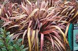 Phormium Margaret Jones 